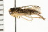  ( - 08BBHEM-272)  @13 [ ] CreativeCommons - Attribution (2008) Unspecified Centre for Biodiversity Genomics