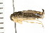  ( - 08BBHEM-294)  @14 [ ] CreativeCommons - Attribution (2008) Unspecified Centre for Biodiversity Genomics