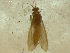  ( - 10HMCAD-015)  @13 [ ] CreativeCommons - Attribution (2010) Unspecified Centre for Biodiversity Genomics