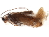  (Allogamus antennatus - 10HMCAD-162)  @13 [ ] CreativeCommons - Attribution (2010) CBG Photography Group Centre for Biodiversity Genomics