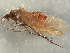  ( - 10HMCAD-255)  @12 [ ] CreativeCommons - Attribution (2010) CBG Photography Group Centre for Biodiversity Genomics