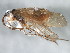  ( - 10HMCAD-323)  @12 [ ] CreativeCommons - Attribution (2010) CBG Photography Group Centre for Biodiversity Genomics