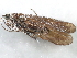  ( - 10HMCAD-356)  @12 [ ] CreativeCommons - Attribution (2010) CBG Photography Group Centre for Biodiversity Genomics
