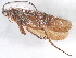  ( - 10HMCAD-556)  @12 [ ] CreativeCommons - Attribution (2010) CBG Photography Group Centre for Biodiversity Genomics