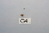  (Scelotrichia saranganica - HMCAD0111-76)  @11 [ ] Unspecified (default): All Rights Reserved  none Unspecified