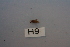  (Agapetus abbreviatus - HMCAD0111-93)  @12 [ ] Unspecified (default): All Rights Reserved  none Unspecified