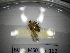  ( - BGE.HMS0716_162)  @11 [ ] CreativeCommons Attribution (2024) Dept Invertebrate Zoology and Hydrobiology, University of Lodz University of Lodz