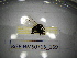  ( - BGE.HMS0716_169)  @11 [ ] CreativeCommons Attribution (2024) Dept Invertebrate Zoology and Hydrobiology, University of Lodz University of Lodz