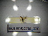  ( - BGE.HMS0716_236)  @11 [ ] CreativeCommons Attribution (2024) Dept Invertebrate Zoology and Hydrobiology, University of Lodz University of Lodz