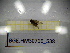  ( - BGE.HMS0716_538)  @11 [ ] CreativeCommons Attribution (2024) Dept Invertebrate Zoology and Hydrobiology, University of Lodz University of Lodz