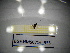  ( - BGE.HMS0716_555)  @11 [ ] CreativeCommons Attribution (2024) Dept Invertebrate Zoology and Hydrobiology, University of Lodz University of Lodz