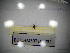 ( - BGE.HMS0716_732)  @11 [ ] CreativeCommons Attribution (2024) Dept Invertebrate Zoology and Hydrobiology, University of Lodz University of Lodz