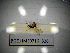  ( - BGE.HMS0716_826)  @11 [ ] CreativeCommons Attribution (2024) Dept Invertebrate Zoology and Hydrobiology, University of Lodz University of Lodz