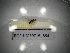 ( - BGE.HMS0716_854)  @11 [ ] CreativeCommons Attribution (2024) Dept Invertebrate Zoology and Hydrobiology, University of Lodz University of Lodz