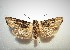  ( - SNMI17)  @12 [ ] CreativeCommons  Attribution Non-Commercial Share-Alike (2019) Martin Secansky Slovak National Museum-Natural History Museum