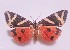  ( - SNMI21)  @12 [ ] CreativeCommons  Attribution Non-Commercial Share-Alike (2019) Martin Secansky Slovak National Museum-Natural History Museum