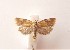  ( - SNMI30)  @11 [ ] CreativeCommons  Attribution Non-Commercial Share-Alike (2019) Martin Secansky Slovak National Museum-Natural History Museum