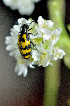  (Hycleus tenerus - SNMI98)  @11 [ ] CreativeCommons  Attribution Non-Commercial Share-Alike (2020) Ivona Kautmanova Slovak National Museum-Natural History Museum