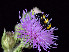 ( - SNMI99)  @11 [ ] CreativeCommons  Attribution Non-Commercial Share-Alike (2020) Ivona Kautmanova Slovak National Museum-Natural History Museum