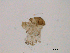  (Lutzomyia gomezi - WSAMAP-13012)  @11 [ ] creative commons  non-commercial only (2013) UNAH UNAH