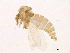  (Micropygomyia chiapanensis - WSAMAP-13015)  @11 [ ] creative commons  non-commercial only (2013) UNAH UNAH