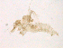  ( - WSAMAP-13022)  @11 [ ] creative commons  non-commercial only (2013) UNAH UNAH