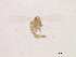  (Micropygomyia cayennensis - WSAMAP-13024)  @11 [ ] creative commons  non-commercial only (2013) UNAH UNAH