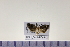  (Parachronistis sellaris - HNU942)  @13 [ ] CreativeCommons - Attribution Share-Alike (2015) Unspecified Seoul National Uiversity