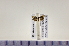  (Yponomeuta kanaiellus Matsumura - HNU976)  @12 [ ] CreativeCommons - Attribution Share-Alike (2015) Unspecified Seoul National Uiversity