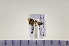  (Yponomeuta evonymellus - HNU978)  @12 [ ] CreativeCommons - Attribution Share-Alike (2015) Unspecified Seoul National Uiversity