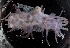  (Laetmogone - LV_1186)  @11 [ ] Copyright (2023) Unspecified Institute of Marine Biology, Vladivostok