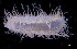  (Orphnurgus - LV7_2281)  @11 [ ] Copyright (c) (2021) NSCMB FEB RAS Zhirmunsky National Scientific Center of Marine Biology FEB RAS
