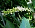  (Salix fragilis - C-L_R-0132)  @11 [ ] CreativeCommons - Attribution Non-Commercial Share-Alike (2012) Mamadi Theresa Sethusa University of Johannesburg