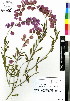  ( - C-L_R-0137)  @11 [ ] CreativeCommons - Attribution Non-Commercial Share-Alike (2012) Mamadi Theresa Sethusa University of Johannesburg