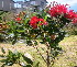  ( - C-L_R-0157)  @11 [ ] CreativeCommons - Attribution Non-Commercial Share-Alike (2012) Mamadi Theresa Sethusa University of Johannesburg