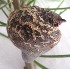  (Hakea gibosa - C-L_R-0160)  @11 [ ] CreativeCommons - Attribution Non-Commercial Share-Alike (2012) Mamadi Theresa Sethusa University of Johannesburg