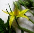  (Solanum lycopersicum - C-L_R-0165)  @11 [ ] CreativeCommons - Attribution Non-Commercial Share-Alike (2012) Mamadi Theresa Sethusa University of Johannesburg