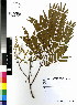  ( - DMP099)  @11 [ ] CreativeCommons - Attribution Non-Commercial Share-Alike (2012) Mamadi Theresa Sethusa University of Johannesburg