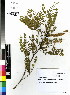  ( - DMP215)  @11 [ ] CreativeCommons - Attribution Non-Commercial Share-Alike (2012) Mamadi Theresa Sethusa University of Johannesburg