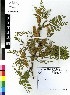  ( - DMP225)  @11 [ ] CreativeCommons - Attribution Non-Commercial Share-Alike (2012) Mamadi Theresa Sethusa University of Johannesburg