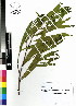  ( - DMP261)  @15 [ ] CreativeCommons - Attribution Non-Commercial Share-Alike (2012) Mamadi Theresa Sethusa University of Johannesburg