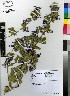  ( - JSB-0582)  @11 [ ] CreativeCommons - Attribution Non-Commercial Share-Alike (2012) Mamadi Theresa Sethusa University of Johannesburg