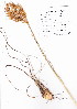  (Bromus rigidis - KK-0039)  @11 [ ] CreativeCommons - Attribution Non-Commercial Share-Alike (2012) Mamadi Theresa Sethusa University of Johannesburg