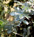  ( - KMS-0209)  @11 [ ] CreativeCommons - Attribution Non-Commercial Share-Alike (2012) Mamadi Theresa Sethusa University of Johannesburg