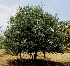  ( - KMS-0209)  @11 [ ] CreativeCommons - Attribution Non-Commercial Share-Alike (2012) Mamadi Theresa Sethusa University of Johannesburg