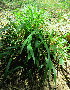  ( - KMS-0220)  @11 [ ] CreativeCommons - Attribution Non-Commercial Share-Alike (2012) Mamadi Theresa Sethusa University of Johannesburg