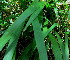  ( - KMS-0220)  @11 [ ] CreativeCommons - Attribution Non-Commercial Share-Alike (2012) Mamadi Theresa Sethusa University of Johannesburg