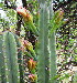  ( - KMS-0229)  @11 [ ] CreativeCommons - Attribution Non-Commercial Share-Alike (2012) Mamadi Theresa Sethusa University of Johannesburg
