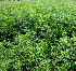  (Solanum pseudocapsicum - KMS-0261)  @11 [ ] CreativeCommons - Attribution Non-Commercial Share-Alike (2012) Mamadi Theresa Sethusa University of Johannesburg