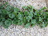  (Dichondra micrantha - KMS-0269)  @11 [ ] CreativeCommons - Attribution Non-Commercial Share-Alike (2012) Mamadi Theresa Sethusa University of Johannesburg
